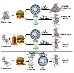 Graphic from Cell Metabolism